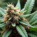 moldy weed